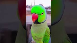 Parrot Talking ❤😍 //Bolne wala mittu// #shorts #mittu #talkingparrot