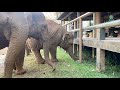 Faa Mai And Thong Ae Try To Locate Their Favorite Person Under The Platform - ElephantNews