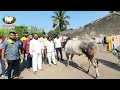 🔥 महिब्या 🔥 मुलाखत ट्रेलर khillar cow