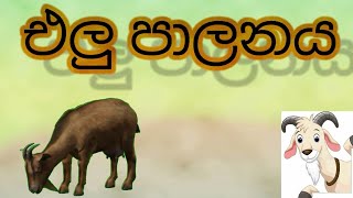 එලු පාලනය මගින් ධනවතෙකු වෙමු!