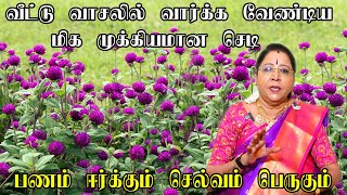 வீட்டில் செல்வம் பெருக வளர்க்க வேண்டிய செடிகள் அதிர்ஷ்டம் தரும் செடிகள் Veetilvalarkavendiyachedigal