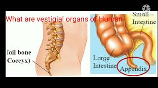 What are the vestigial organs of Human beings?