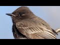 black phoebe song black phoebe call black phoebe sound mosquero negro canto sayornis nigricans