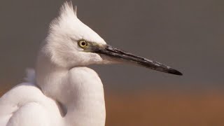 An Indian Paradise for Birds | Ganges | BBC Earth