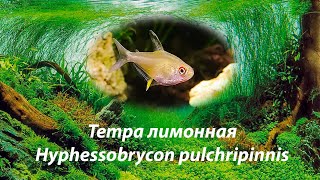 Тетра лимонная / Hyphessobrycon pulchripinnis