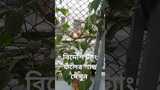 বিদেশি ট্যাং‌ ফল গাছ দেখুন বাংলাদেশে #গাছেরপরিচর্যা #গাছেরযত্ন #ট্যাংরা