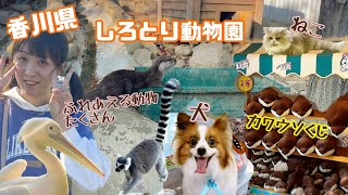 【ぬいぐるみくじの旅】★香川県★しろとり動物園