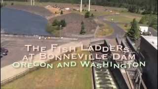 The Fish Ladders at Bonneville Dam