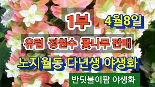 유럽 정원수와 꽃나무 소개  신품종 노지월동 다년생 야생화 판매 010 5116 7191 반딧불이팜 야생화 꽃농장