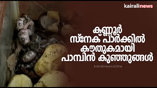 കണ്ണൂർ സ്‌നേക് പാർക്കിൽ കൗതുകമായി പാമ്പിൻ കുഞ്ഞുങ്ങൾ | SNAKE PARK | KANNUR |