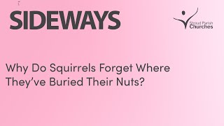 Why Do Squirrels Forget Where They've Buried Their Nuts