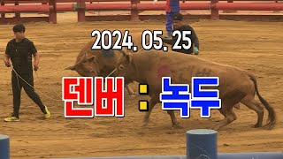 청도소싸움 2024.05.25  제1경기 병종 덴버 / 녹두