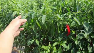 복합 내병계 청양 작황 [Feat. 돌격에최강] #korea #hot pepper #fresh #dry #spicy #field #TSWV #anthracnose #칼라병 #탄저병