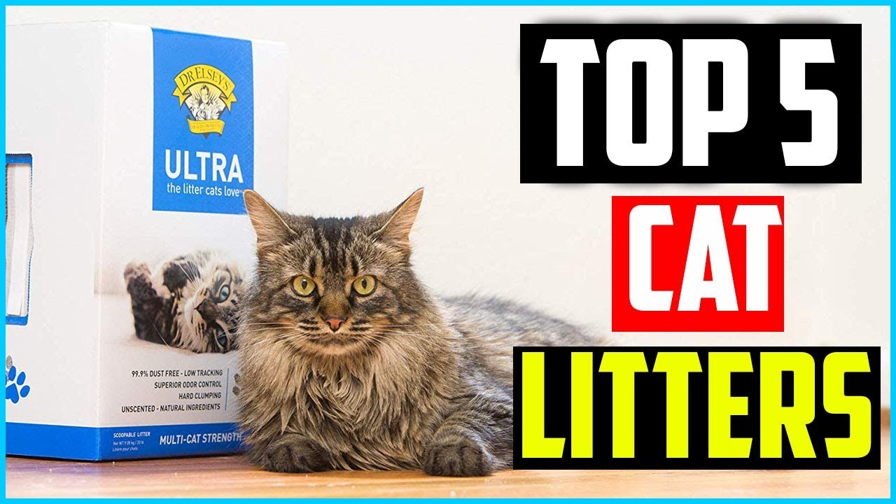 Top 5 Best Cat Litters Of 2024 – Reviews - YouTube