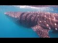 Diving Tofo - Mozambique