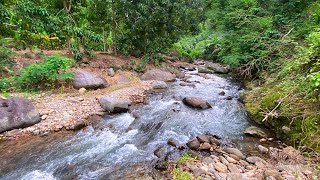 Roaring River Sounds With a Beautiful and Rhythmic Water Flow in a Lush Forest for Peaceful Sleep