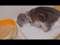 The way the kitten begs for milk was so cute