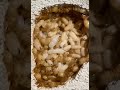 camponotus fedtschenkoi timelapse 2