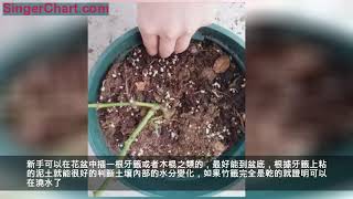 如何從外表判斷土壤的乾濕程度？三步讓你知道，植物是否需要水