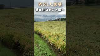 右の圃場だけ倒伏　なぁぜなぁぜ？【田んぼ】