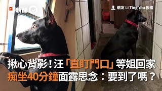 揪心背影！歐告「直盯門口」等姐回家  痴等40分鐘面露思念：要到了嗎？