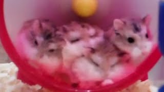 回し車の上でハムスターたちが寝ていく ~Sleep is cute hamster~