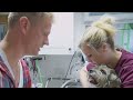 vets treating their beloved pets 🙏 best of bondi vet