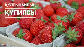 Құлпынайдың біз білмейтін пайдасы мен зияны. Strawberry.Клубника