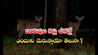 Do You Know Why Animals Eyes Glow In The Dark   - జంతువుల కళ్లు చీకట్లో ఎందుకు మెరుస్తాయో తెలుసా..