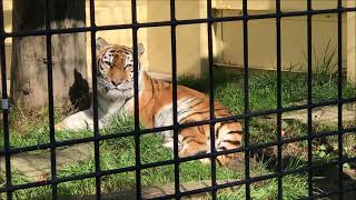 ココア　13歳の秋　釧路市動物園