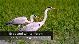 Gray and white heron　４K Sony α6600　Katagami, Akita, Japan アオサギとシロサギ　手持ち望遠撮影