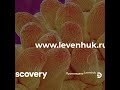 Цифровой микроскоп levenhuk discovery artisan 128 – видеообзор