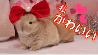 世界一かわいい！うさぎの赤ちゃん♪　　自称