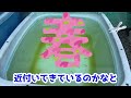 これからのメダカ飼育～春を迎えるにあたり注意しておきたいこと～【媛めだか １月下旬メダカの様子】