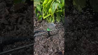 The BEST garden irrigation system!💦       #gardening #amazon #honestreview #tipsandtricks #country