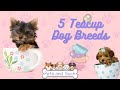 Top Fives 5 Teacup Dog Breeds: A Cuteness Countdown!