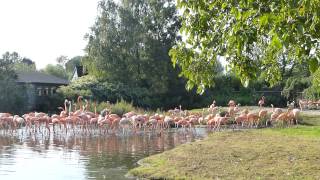 Caribbean flamingo activity (enriched)- for animal behaviour practical