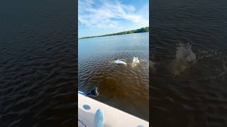 Throwback to when I caught this huge tarpon!