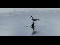 Gorgeous Forster Tern Visits Small Freshwater Lake