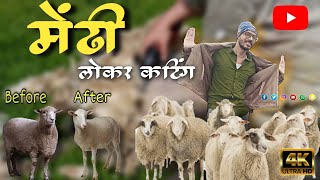 Sheep Wool Cutting | मेंढी लोकर कटिंग #Traditional #पारंपारीक #धनगर #हलगी #वुल #Phaltan #Maharashtra