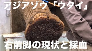 上野動物園のアジアゾウ「ウタイ」の右前脚の現状と採血　2025.01.08