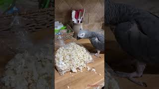 I think this #popcorn was left on the counter for me. #popcornthief  #birdvideos #parrots #shorts