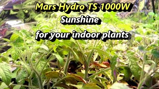 Growing Indoors with the Mars Hydro TS 1000W: A Review