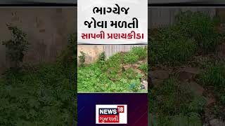 Panchmahal News : પંચમહાલના મોરવાહડફમાં રસ્તા પર નર અને માદા સાપની પ્રણયક્રીડાના દ્રશ્યો જોવા મળ્યા