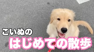 【散歩デビュー】ゴールデンレトリバー子犬のはじめての散歩