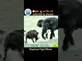 Elephant Fight Rhino #shorts