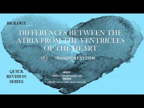 What is the difference between atrium and ventricle?