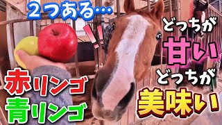 果汁たっぷりの美味しいヤツが2つもある!!引退競走馬に2種類のリンゴを見せた時の反応がヤバすぎました【ツルマルボーイ様のシモベ】