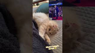 Cat Mimics Donald Trump's Moves! | Funny Cat Videos #funnycat #trump2024 #trumpmove #cats #catshorts