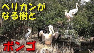 神戸動物王国　ペリカンのなる樹とハシビロコウ